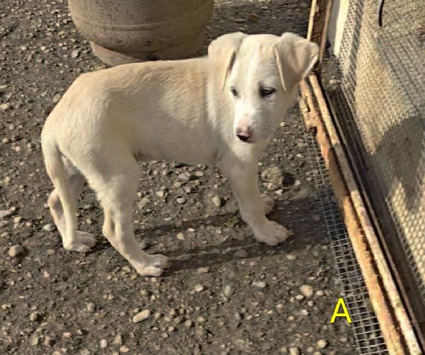 🐾 ADONE, UN PICCOLO EROE IN CERCA DI AMORE 🐾 Foto 3